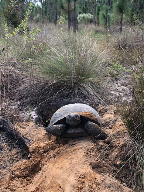 Georgia Gopher Tortoises Are Critically Endangered And Cite Constant