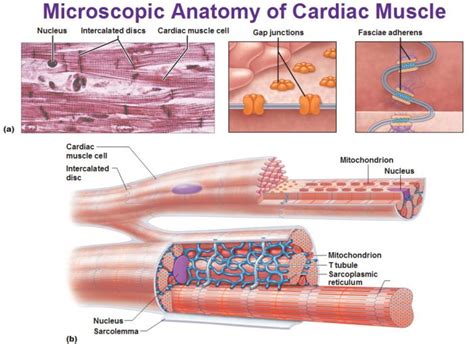 What Is The Function Of Cardiac Muscles Cells Socratic Cardiac