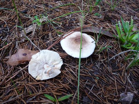 A Look At North Eastern Alabama Mushrooms Mushroom Hunting And