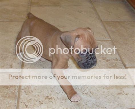 A Few S From A Puppy Newbie Boxer Forum Boxer Breed Dog Forums