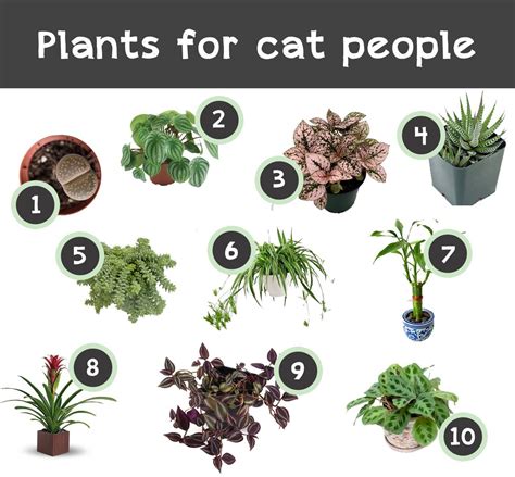Free Indoor Plants That Are Safe For Cats Simple Ideas Home