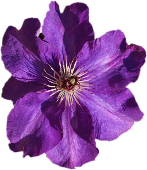 Purepng is a free to use png gallery where you can download high quality transparent cc0 png images without any background. Framed Art for Your Wall Clematis Purple Close Flower ...