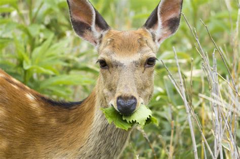 Are Deer Herbivores What Deer Eat And Deer Diet Explained World Deer