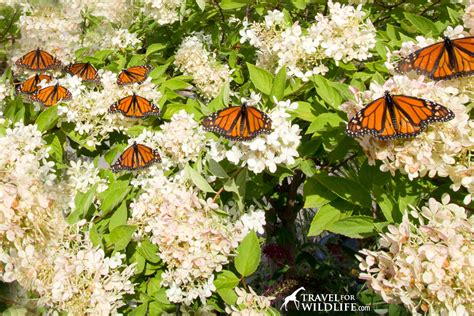 How To Make A Butterfly Garden And Other Ways To Help Save Monarchs