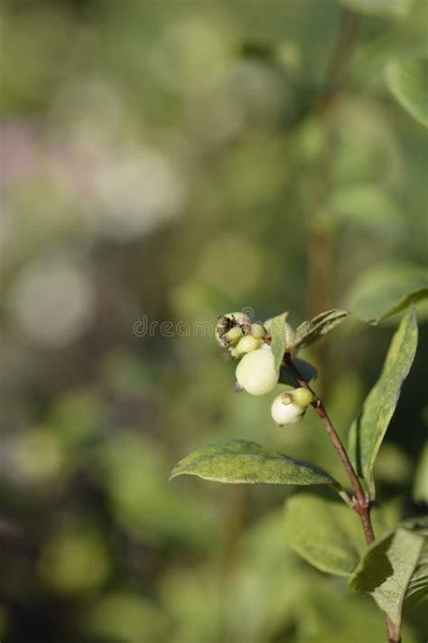 Snowberry Magical Sweet Stock Photo Image Of Berry 204605810