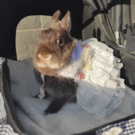 Bunny Wedding Dress Rabbit Harness Dress Leash Set Small Pet Etsy