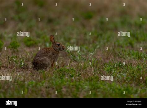 Eastern Cottontail Rabbit Sylvilagus Floridanus Eating Vegetation