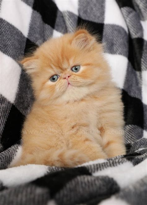 Red Persian Cats Red Persian Kittens Orange Cats Persian Kittens