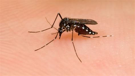 Más Atractivo Para Los Mosquitos Los Virus Del Dengue Cambian El Olor