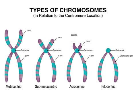 Tipos De Cromosomas En Relación Con La Ubicación Del Centrómero 7508619