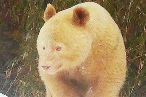 Albino Panda Believed To Be Only One Of Its Kind Spotted Living In
