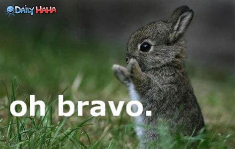 Know your meme is a website dedicated to documenting internet phenomena: Oh Bravo - Bunny
