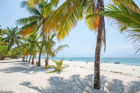 Premium Photo Paradise Beach With White Sand And Palms Diani Beach At