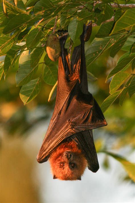 Rodrigues Flying Fox Bats Of Africa · Inaturalist