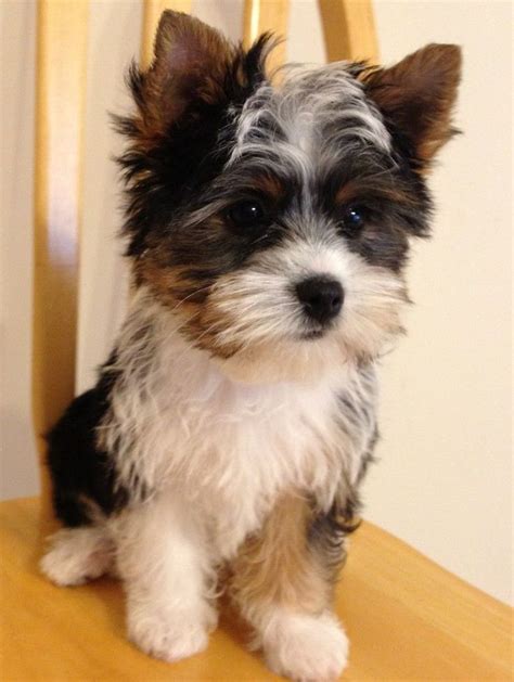 Parti Yorkie Puppies For Sale In Texas Puppies Cares