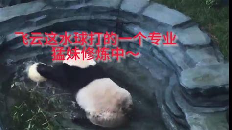 Cute Giant Panda Feiyun考古一段飞云玩球球的视频，这水球打的一个专业吖话说这是在练如来神掌吧，为之后打金虎备战