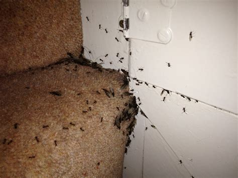 Flea Infestation In House Images Galleries With A