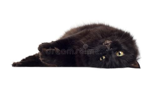 Lying Black Cat Isolated Stock Photo Image Of Closeup 7907184