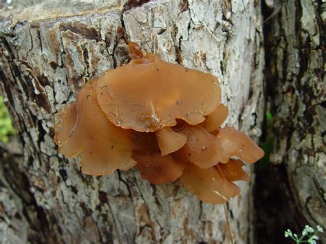 Wood Ear Mushrooms Poisonous All Mushroom Info