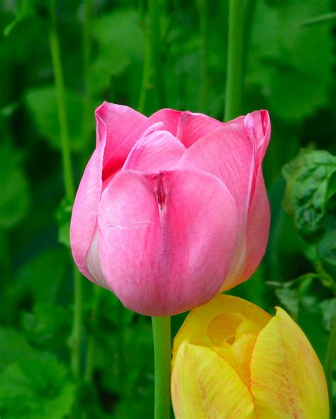 Gambar Bunga Bunga Tulip