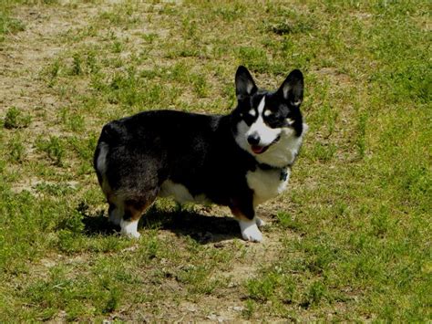 We did not find results for: Pembroke Welsh Corgis Info, Facts, Temperament, Puppies ...