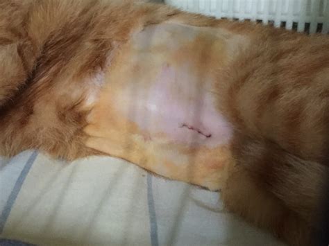 Cat Spay Recovery Guide With Incision Healing Photo Timeline Denise Lim