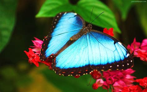 Blue Morpho Butterfly Zoo Around The World