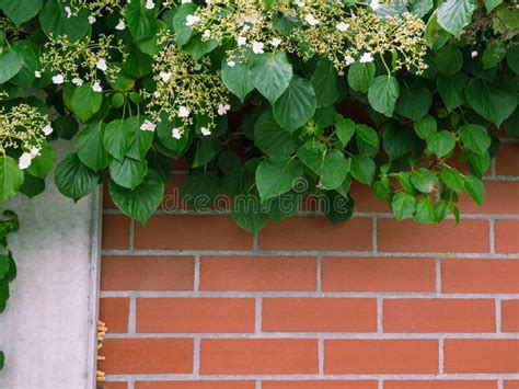 Brick Wall And Climbing Plants Stock Photo Image Of Pattern