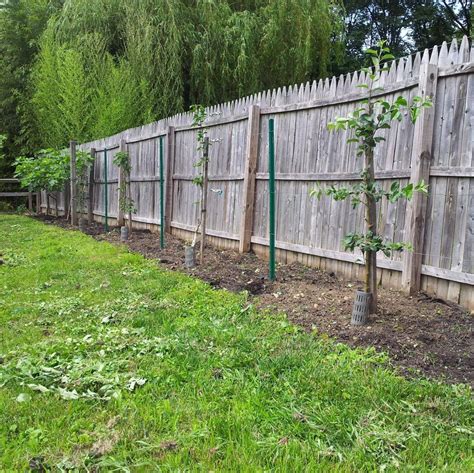 How To Espalier Fruit Trees Stark Bros