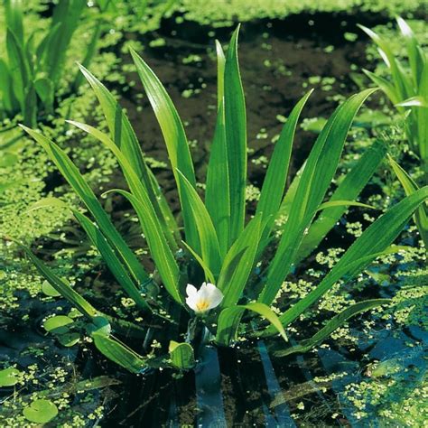 Stratiotes Aloides Water Soldiers Live Floating Pond Plants Etsy