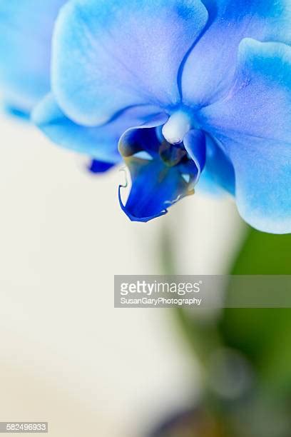 Sapphire Blue Flowers Photos And Premium High Res Pictures Getty Images