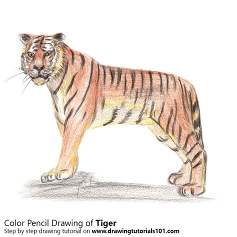 Tiger Colored Pencils Drawing Tiger With Color Pencils