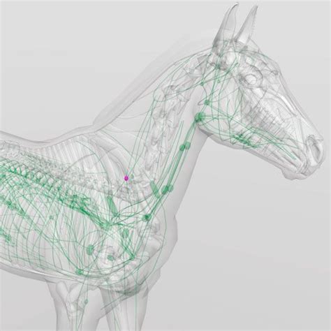 Veterinary 3d Equine Anatomy Software Lymphatic System Nuchal Lymph