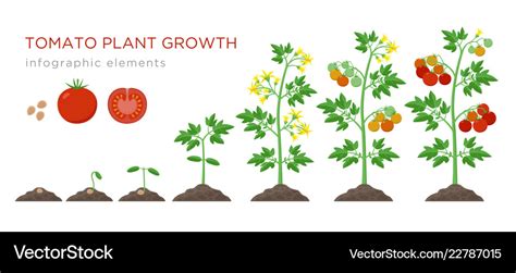 Tomato Plant Growth Stages Infographic Elements In