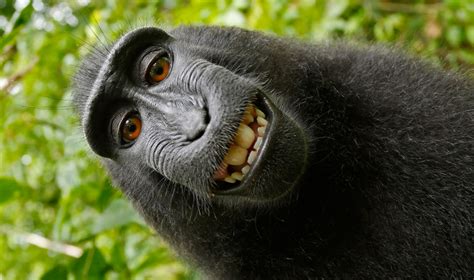 Judge Rules On Monkey Selfie Can Monkeys Own Copyright