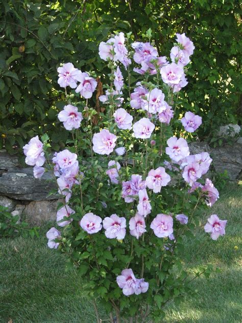 Rose Of Sharon Mommy Had Of These In Her Yard I Want To Plant One In