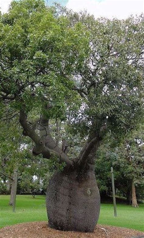 Queensland Bottle Tree Brachychiton Rupestis Etsy