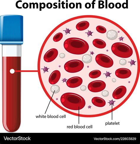 74 Blood Cells Structure And Functions Biology Notes