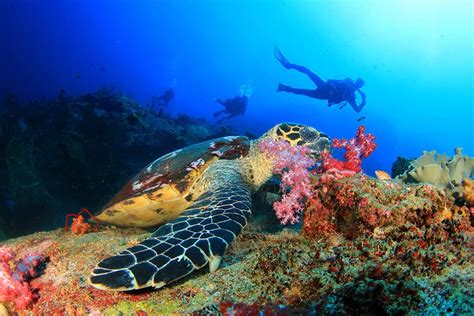 Best Places To Dive In The Caribbean Ncl Travel Blog