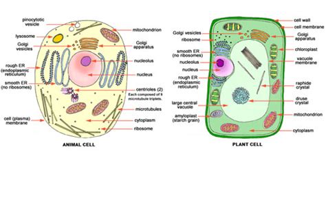 Plant and animal cell centrosomes play similar roles in cell division, and both include collections of microtubules, but the plant cell centrosome is in higher plant cells, that polysaccharide is usually cellulose. Notes on The Cell | Grade 9 > Science > The Cell Tissue ...