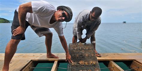 Justin Hunter Fiji Pearls Savusavu Fiji Pearl Farm