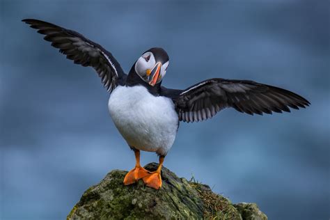 Ten Facts Of Puffins Kah Wai Lin Photography