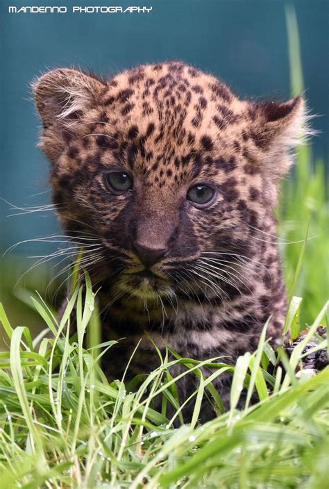 Johnnyslittleanimalblog African Leopard Cub Olmense Zoo By