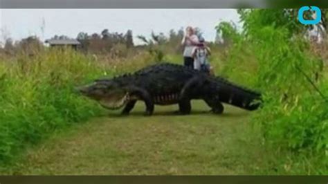 Hikers Spot Massive 13 Foot Alligator In Florida Reserve Youtube
