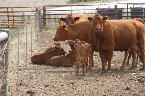 Cow Calf Management With Limited Perennial Acres Workshop Series Unl Beef
