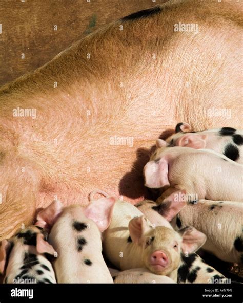 Sow Pig Feeding Her Pigletsenglanduk Stock Photo Alamy