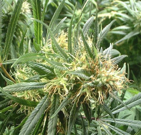 Within this section you can finde those marijuana strains that have a shorter flowering period. Cannabis Flowering period, vegitative faze
