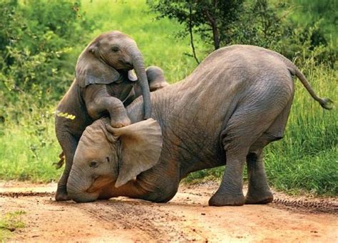 Two baby elephants playing and having fun in a herd of pachyderms in the tsavo east game preserve on safari in kenya africa. Baby elephant playing | LuvBat