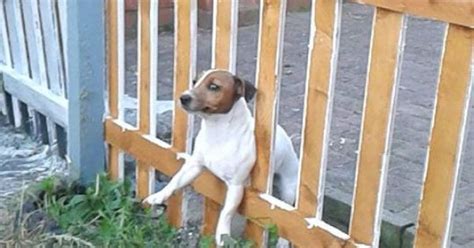Request Assistance Dog Stuck Fence Funny Animals Pinterest Funny