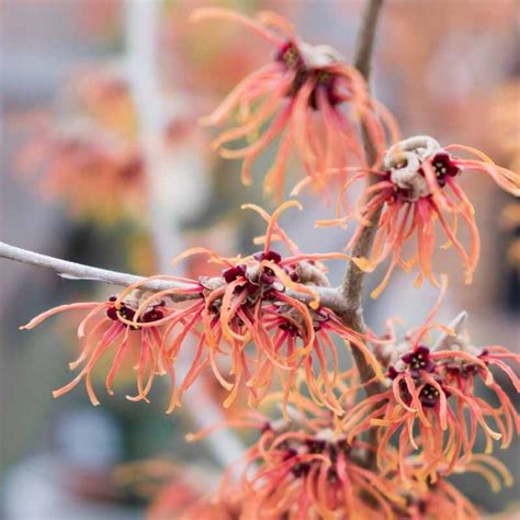 12 Fragrant Winter Flowering Shrubs For Beauty And Bees Winter